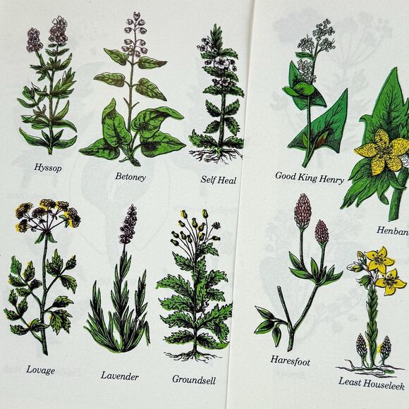 Lot of 4 Vintage Double Sided Botanical Book Plate Prints MCM Gallery Wall - Picture 9 of 12